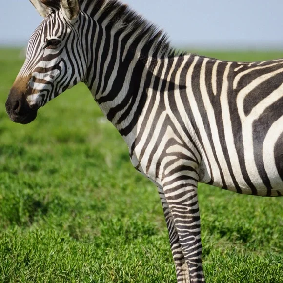 Sony Alpha a6000 Mirrorless Digital Camera Body with lens - Picture 6 of 6